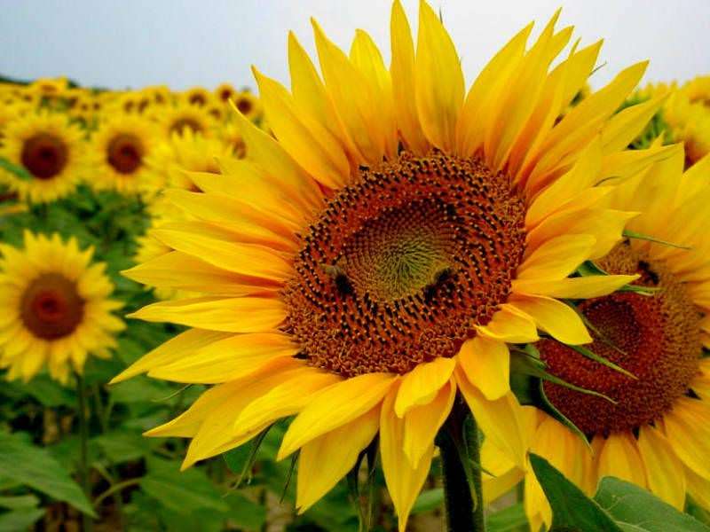 Sunflower Watering Can Pink - Sunflower Seeds