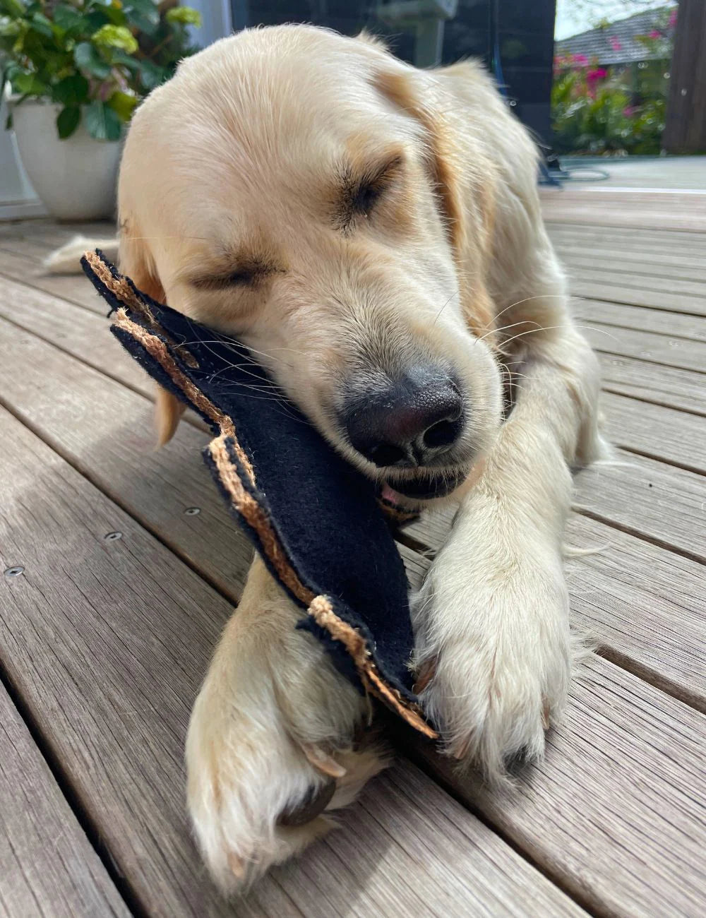 Outback Tails - Outback felt toy - Tassie Devil