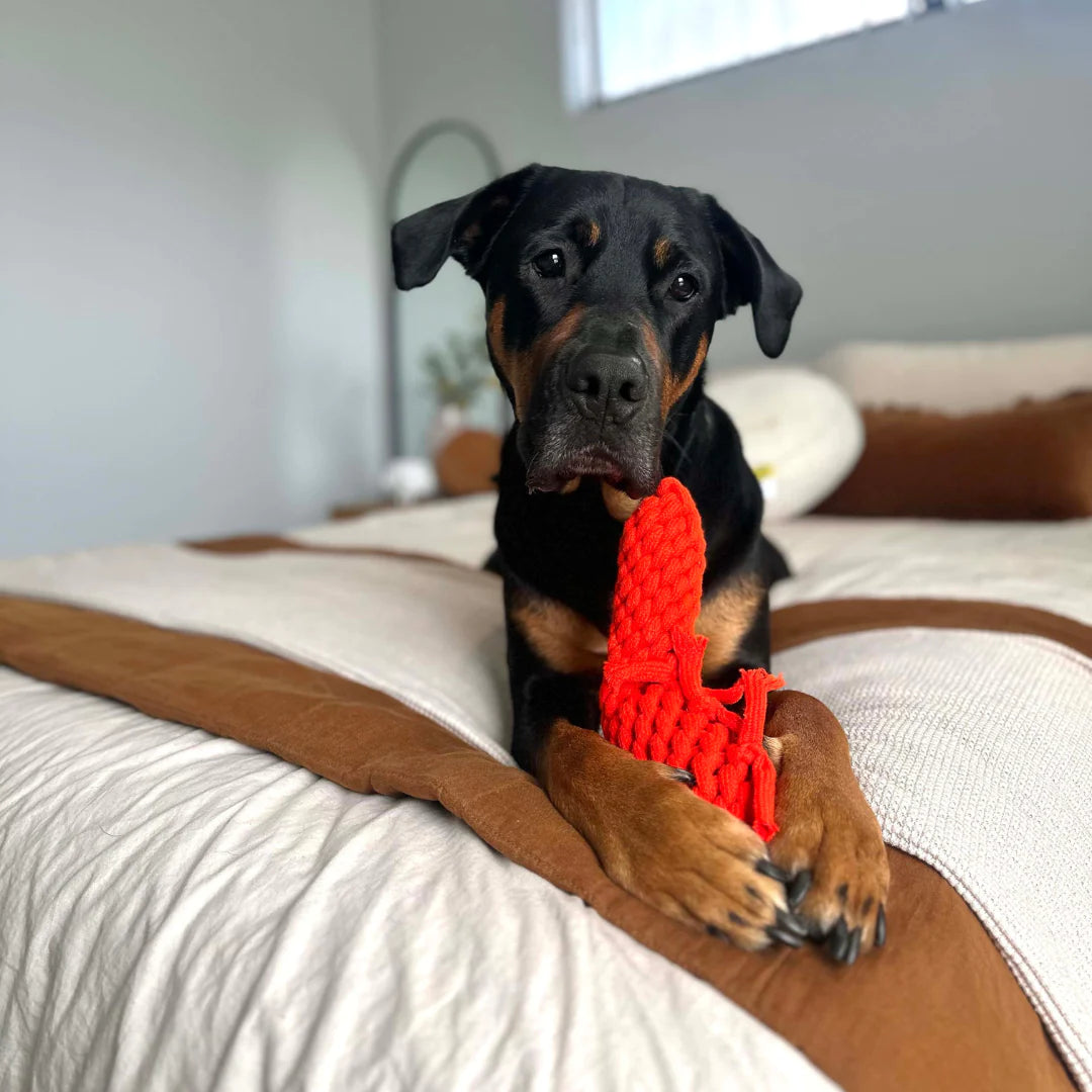Outback Tails - Outback Animal Toy - Pam the Prawn