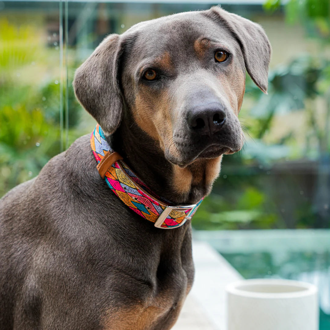Outback Tails - Leather Dog Collar - Sand Dunes