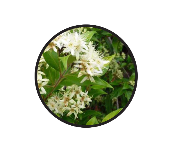 Natif - Cinnamon Myrtle 20g