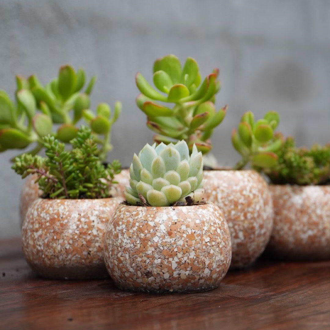 Shells Collection - Eggshell Planters