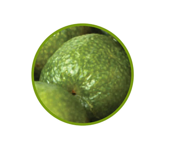 Natif - Dark Chocolate Coated Desert Lime Fruit