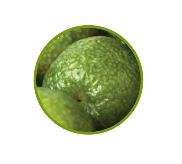 Natif - Dark Chocolate Coated Desert Lime Fruit