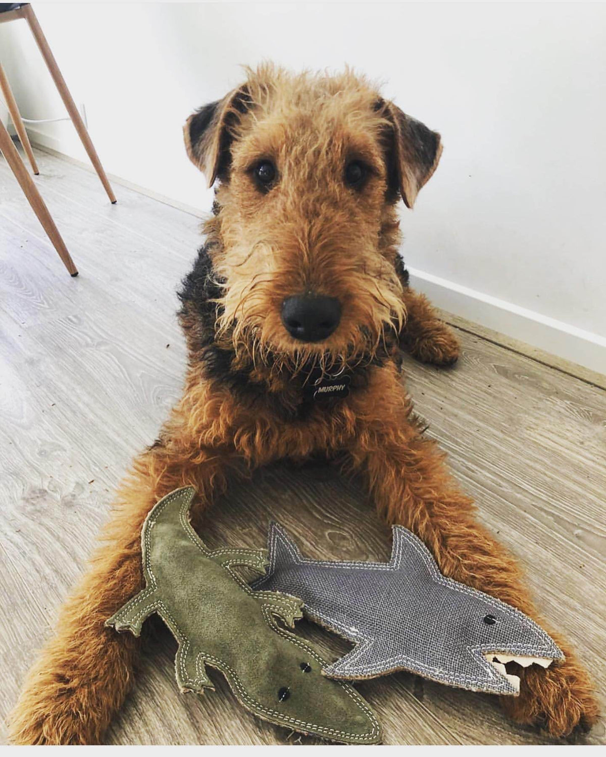 Outback Tails - Outback Animal Toy - Steve the Crocodile