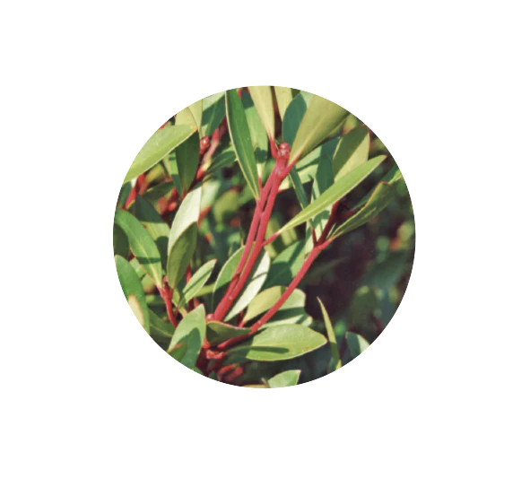 Natif - Mountain Pepperleaf 20g