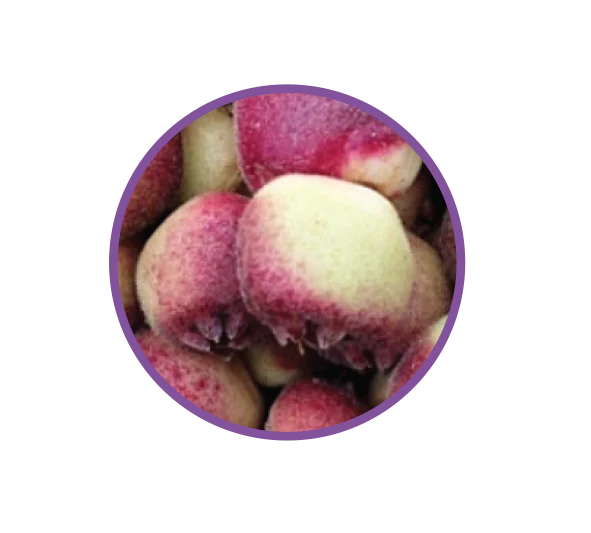Natif - Dark Chocolate Coated Muntrie Fruit
