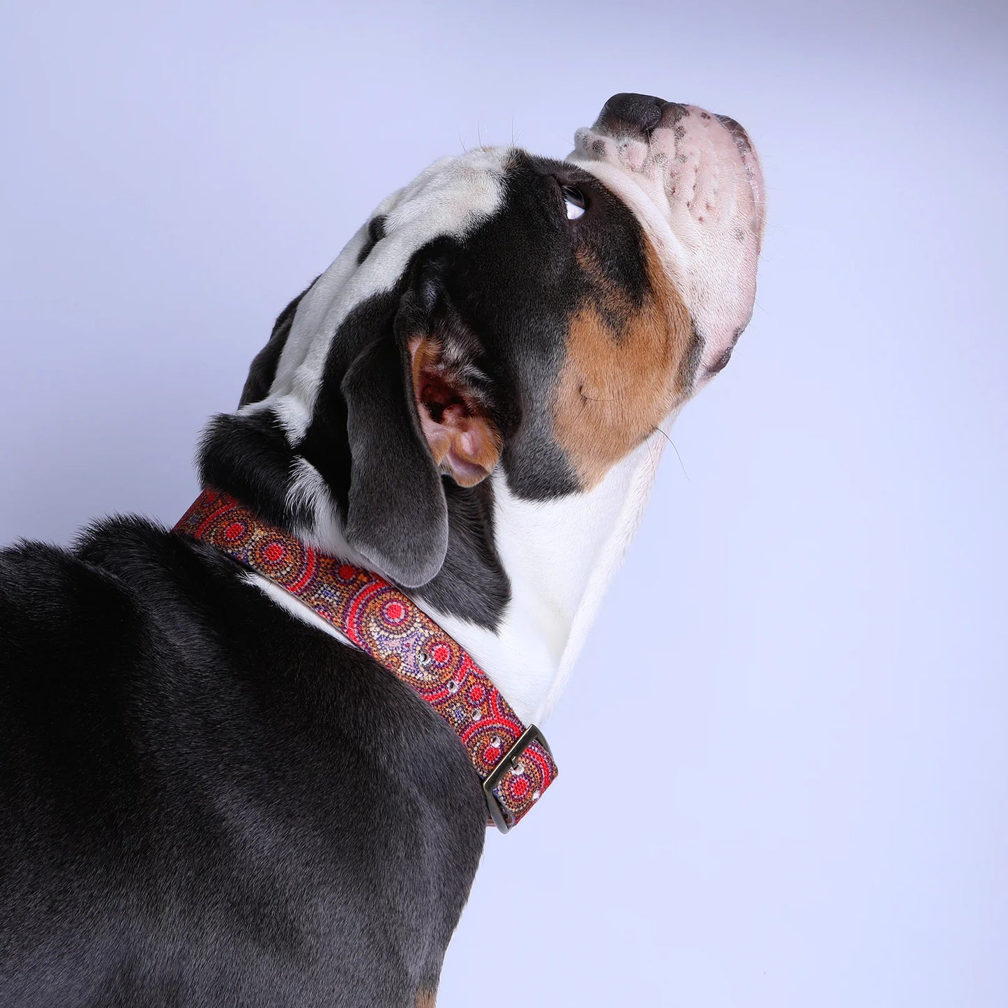 Outback Tails - Leather Dog Collar - Snake Dreaming