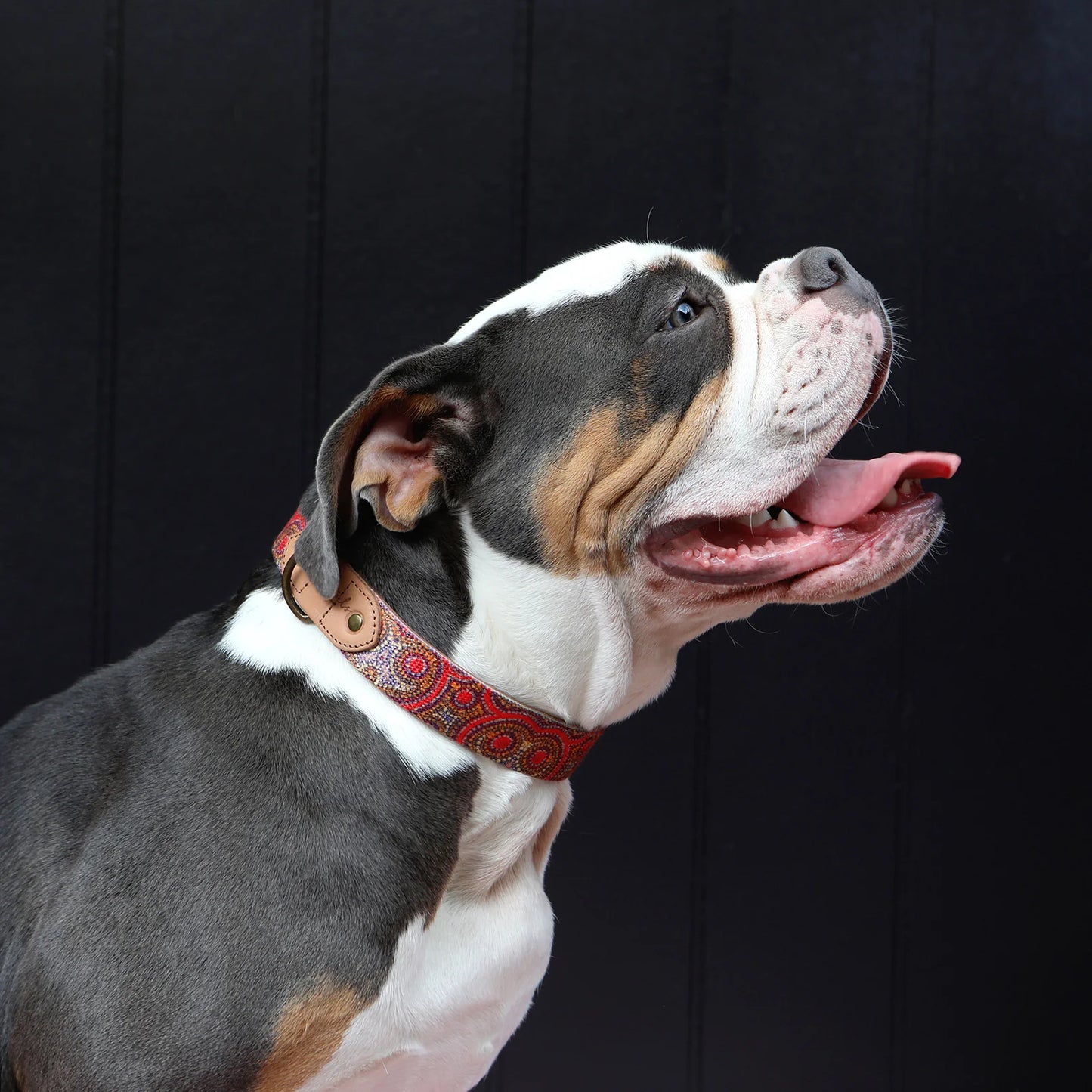 Outback Tails - Leather Dog Collar - Snake Dreaming