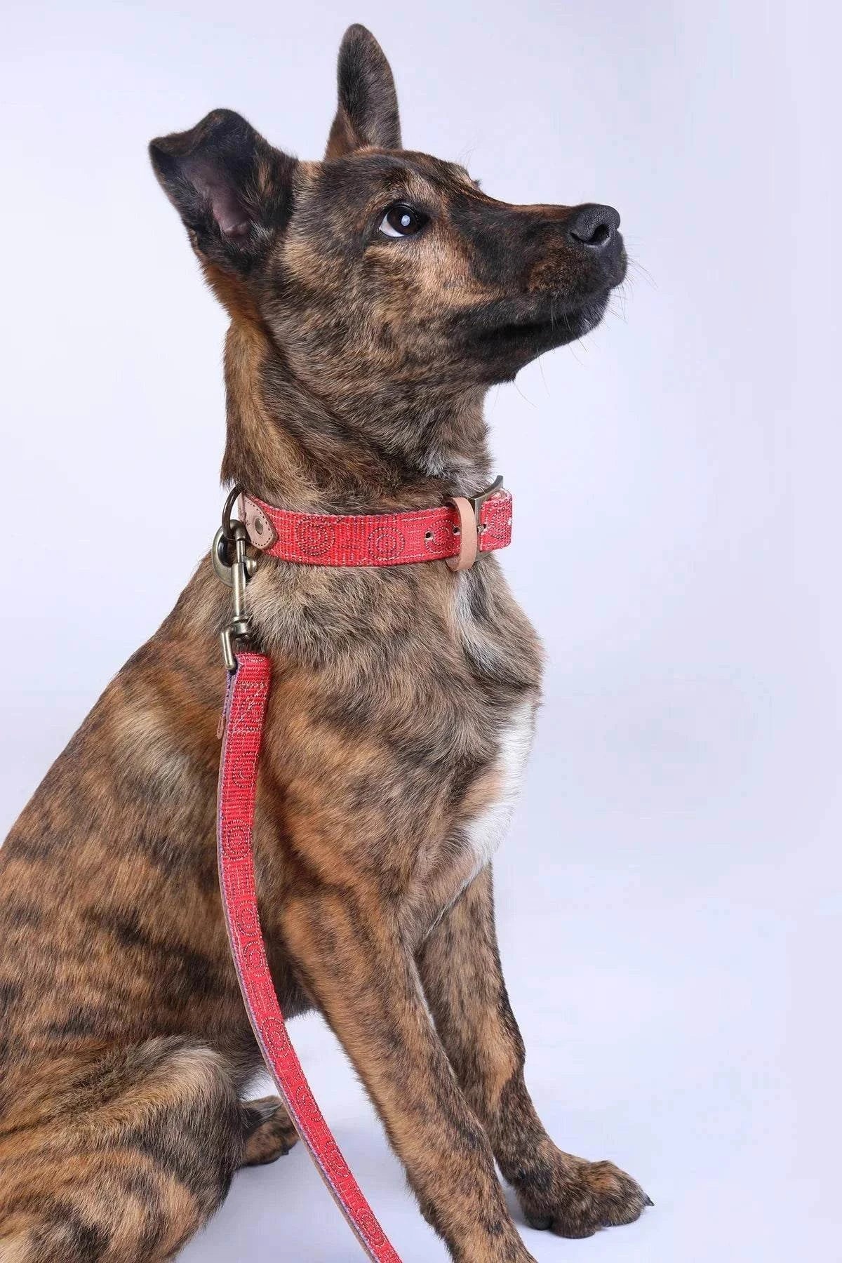 Outback Tails - Leather Dog Lead - Water Dreaming
