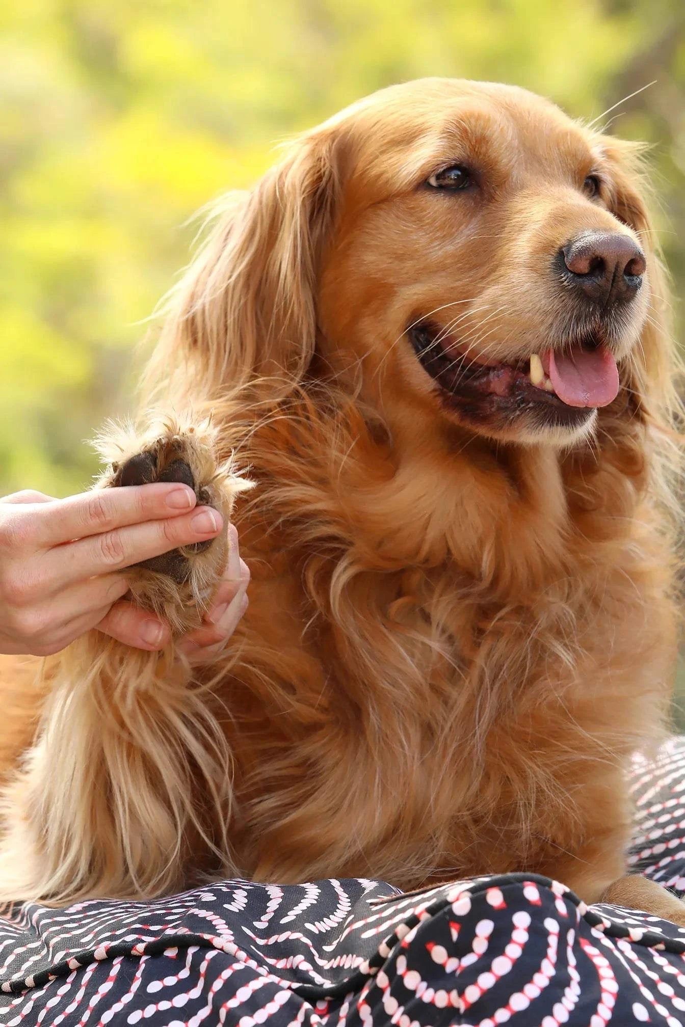 Outback Tails - Paw & Skin repair with Tasmanian Pepper Berry & Bush Mint