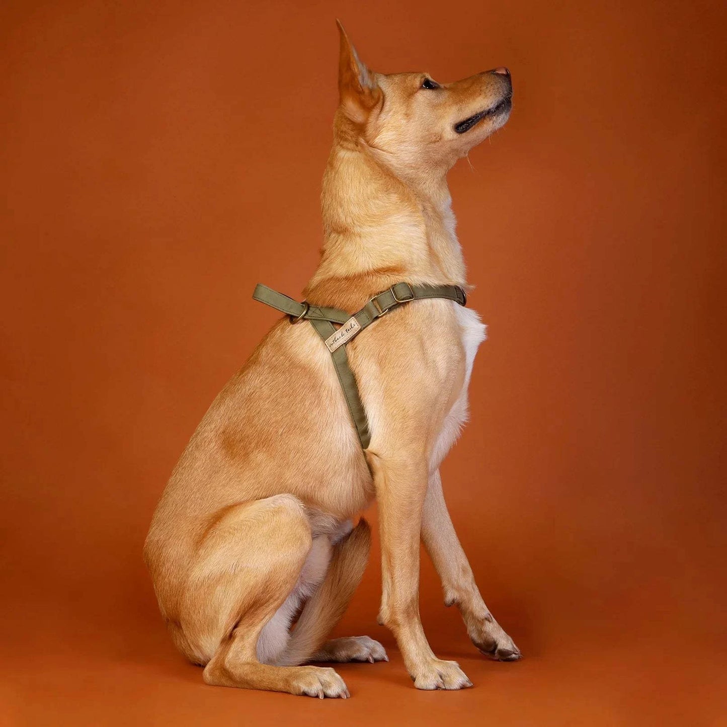 Outback Tails - Waxed Canvas Dog Harness (green)