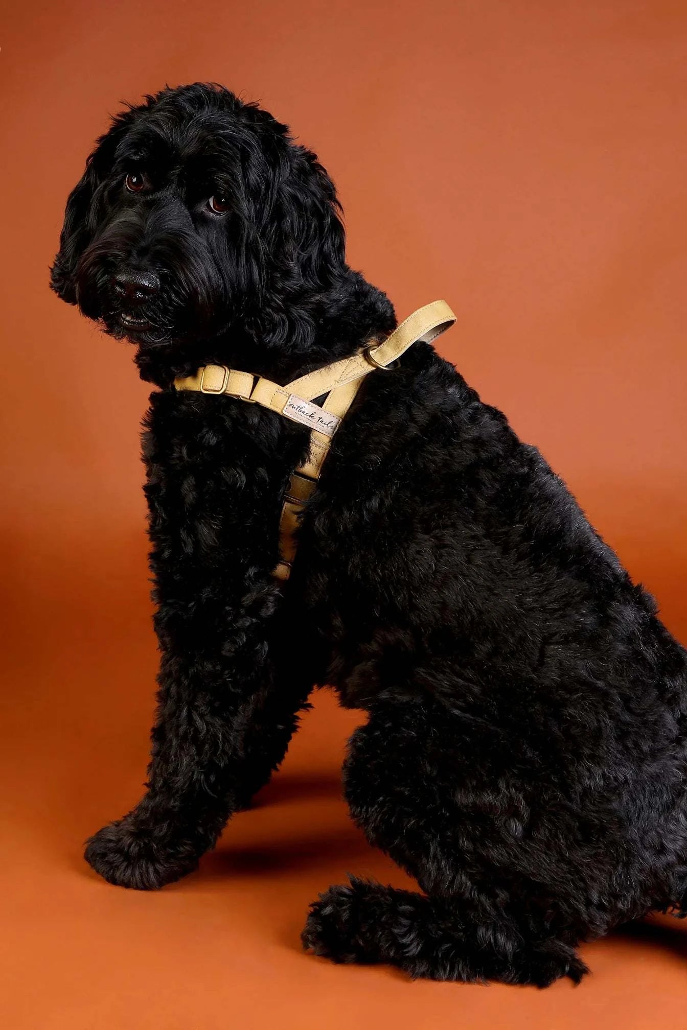 Outback Tails - Waxed Canvas Dog Harness (yellow)