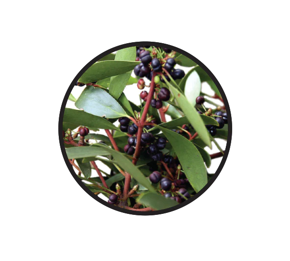 Natif - Pepperberries 20g (whole)