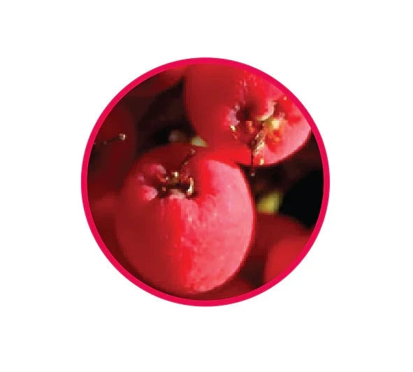 Natif - Dark Chocolate Coated Riberry Fruit