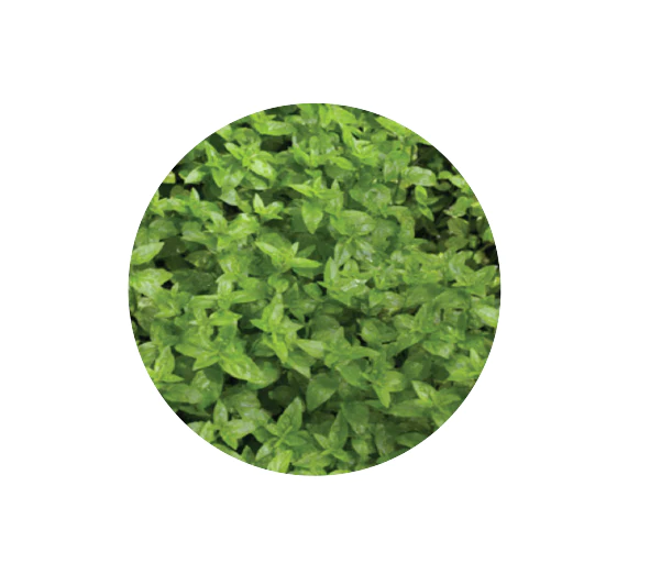 Natif - Rivermint 20g