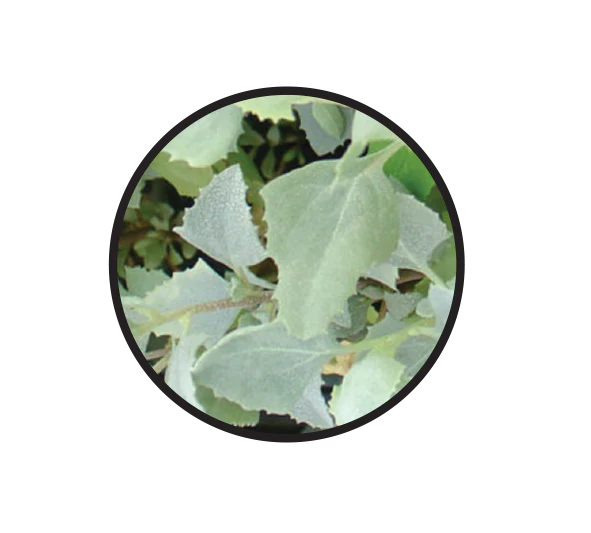 Natif - Saltbush 20g