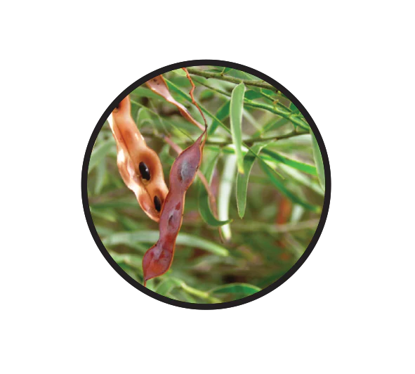 Natif - Wattleseed 20g
