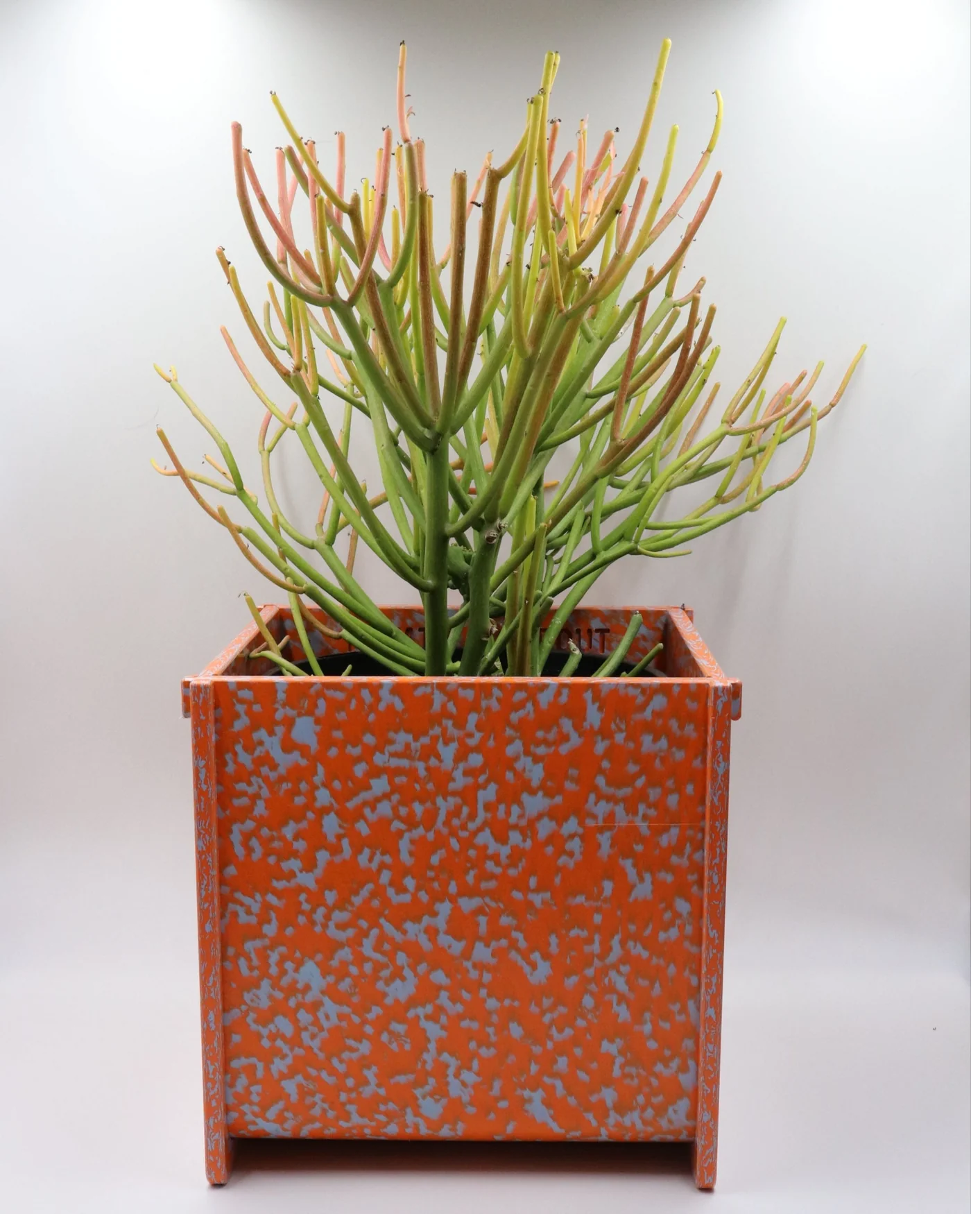 Potato and Sprout - Planter Pot + Drip Tray - Medium