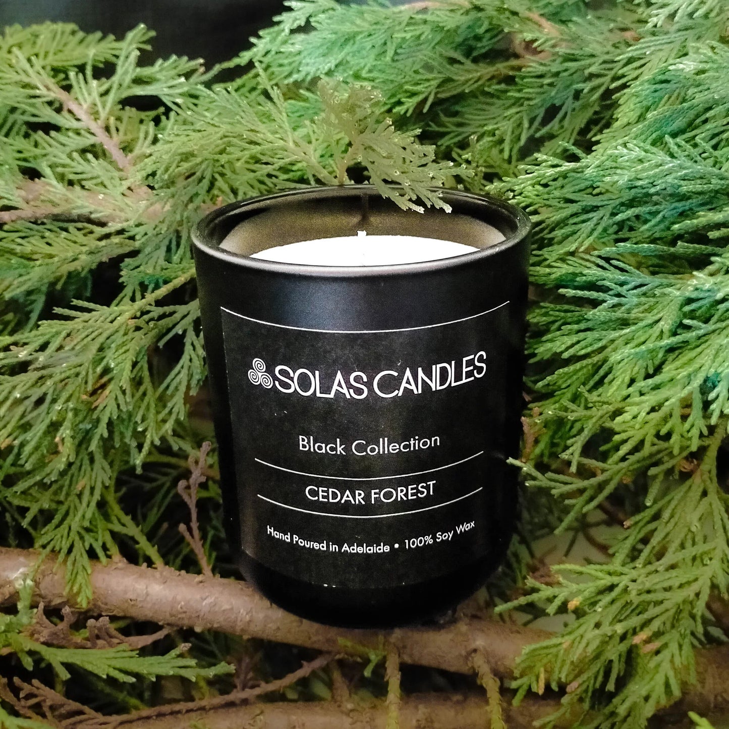 Solas Candles Black Label Collection Cedar Forest candle surrounded by green foliage, evoking forest aromas.