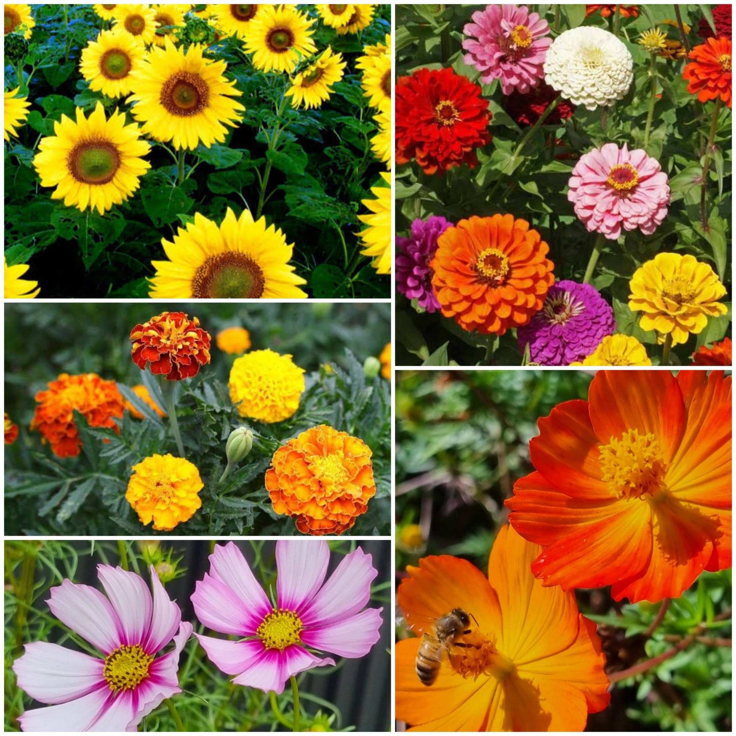 Congratulations - Flower Seeds