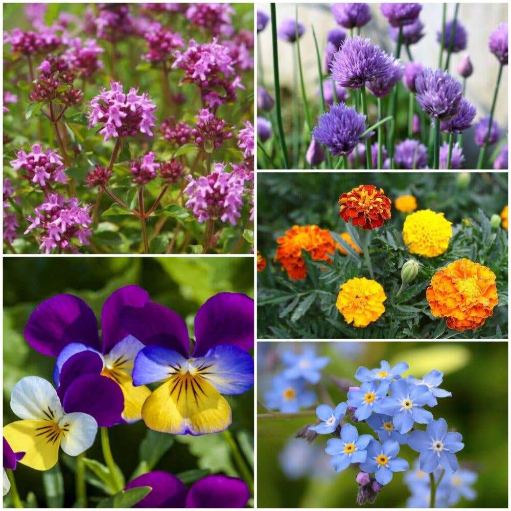 Low Growing Mix - Flower Seeds