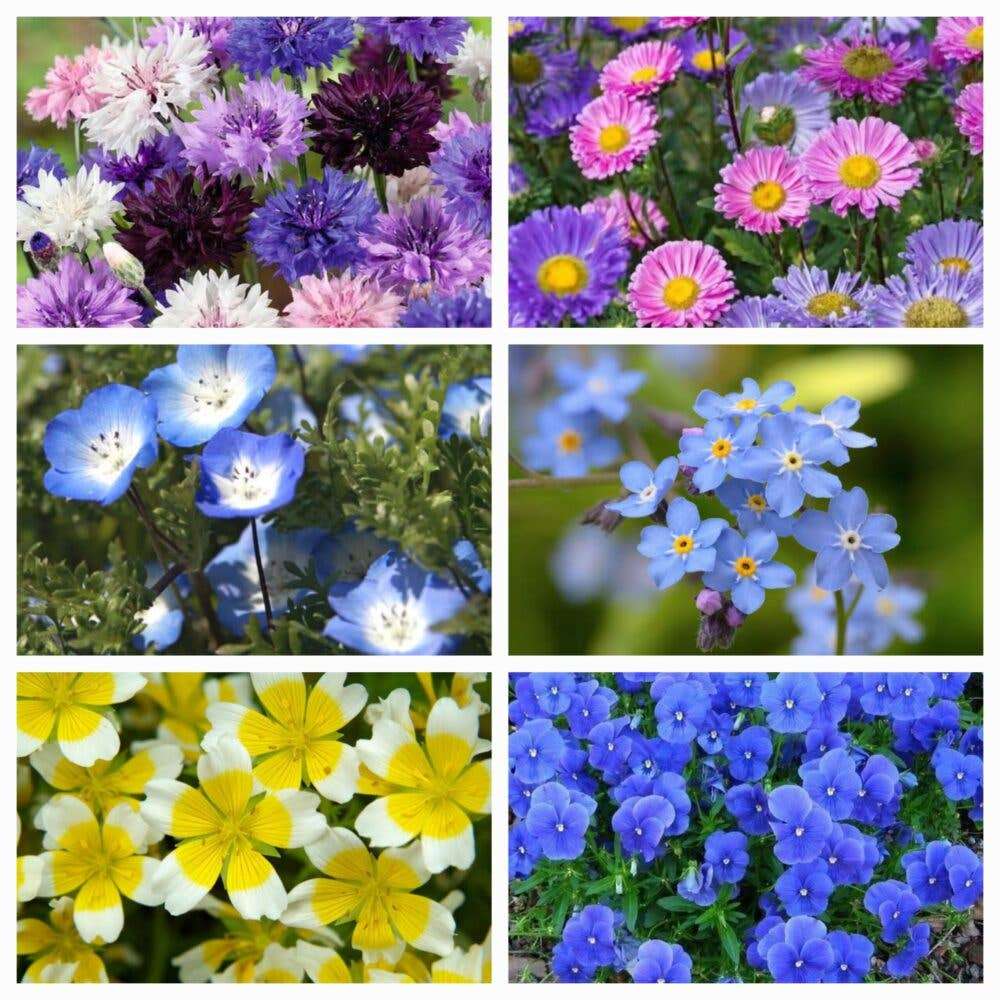 Happy Father's Day - Flower Seeds
