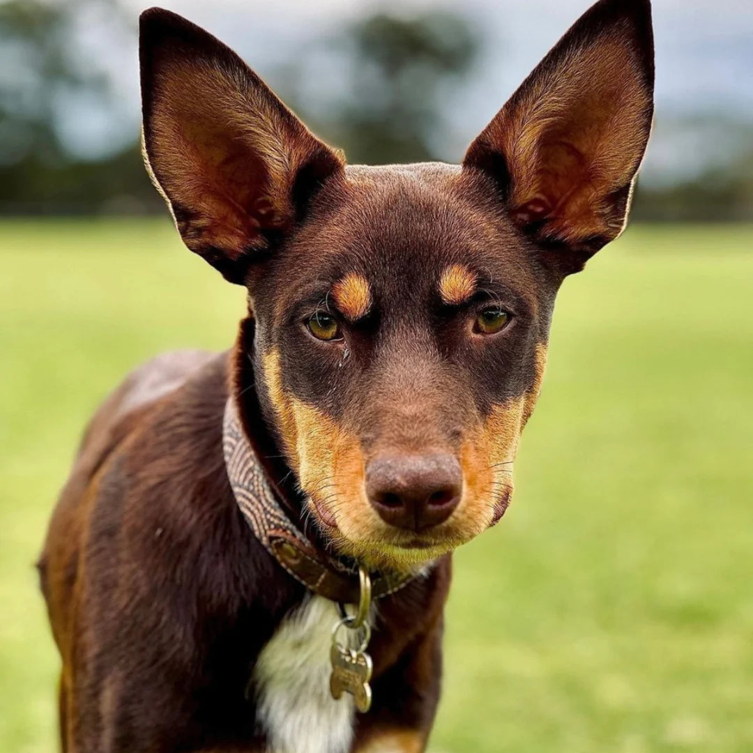 Outback Tails - Leather Dog Collar - Fire Country Dreaming