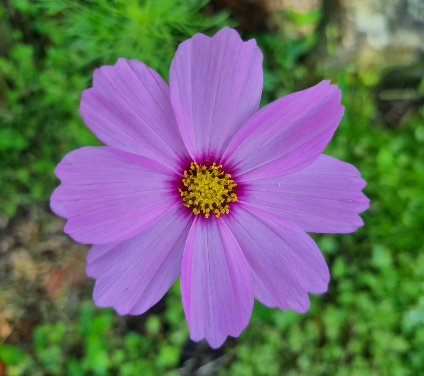 Breast Cancer Awareness - Pink Cosmos