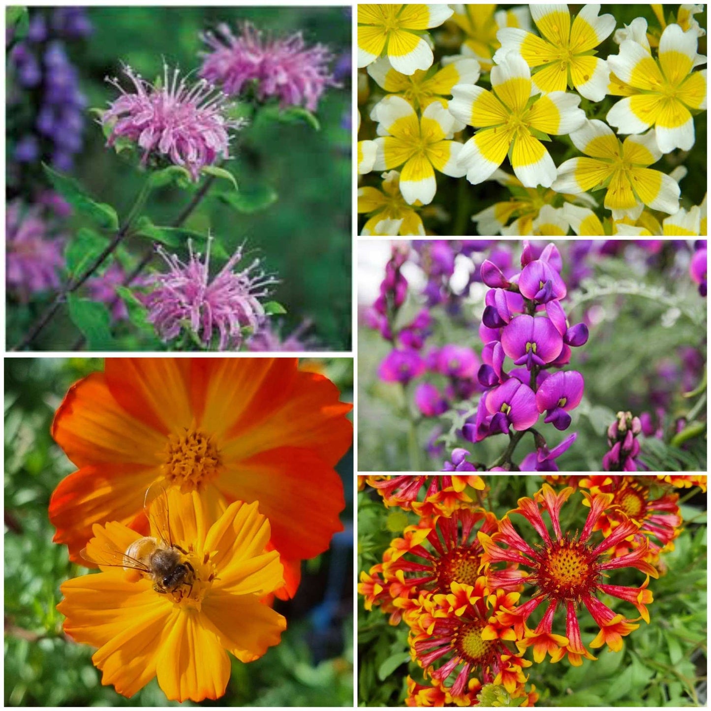 Happy Birthday Gardener - Bee Kind Mix Birthday Card