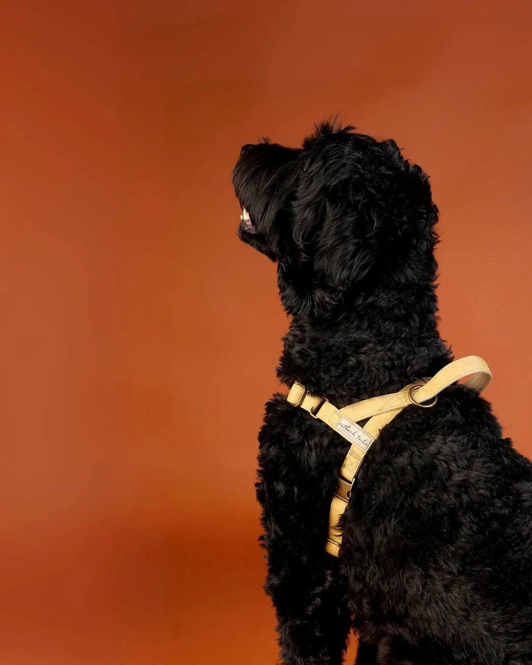 Outback Tails - Waxed Canvas Dog Harness (yellow)