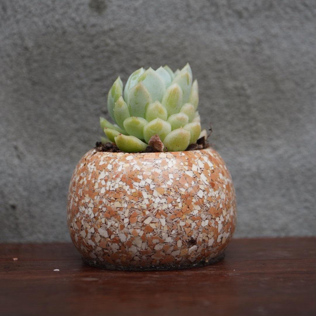 Shells Collection - Eggshell Planters