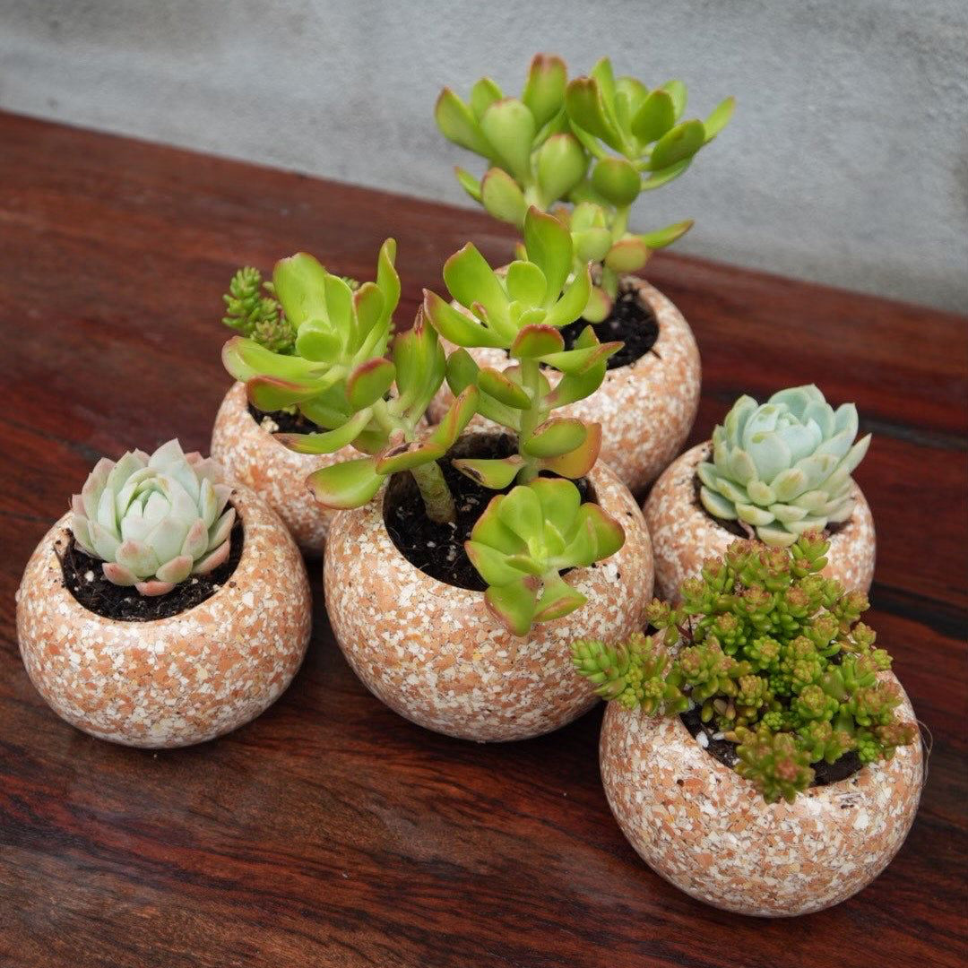 Shells Collection - Eggshell Planters