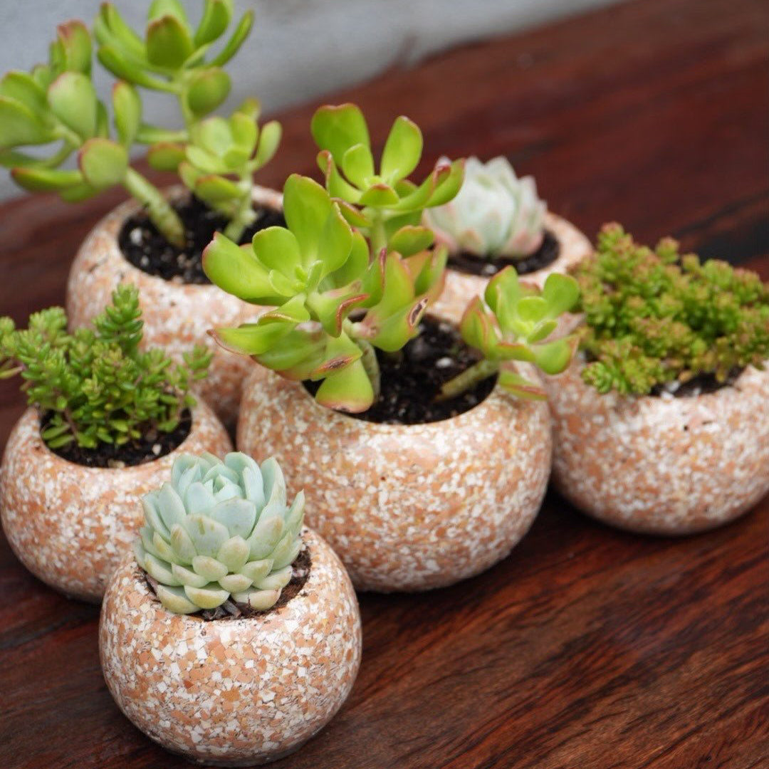 Shells Collection - Eggshell Planters