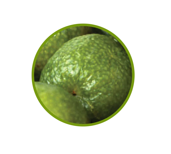 Natif - Desert Lime Fruit - 20g