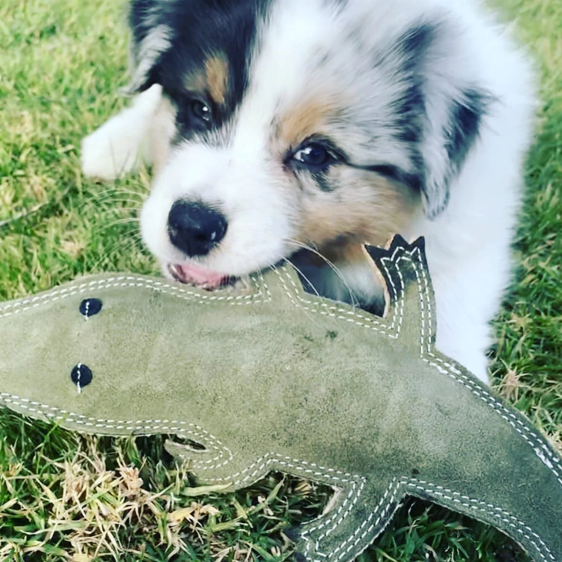 Outback Tails - Outback Animal Toy - Steve the Crocodile