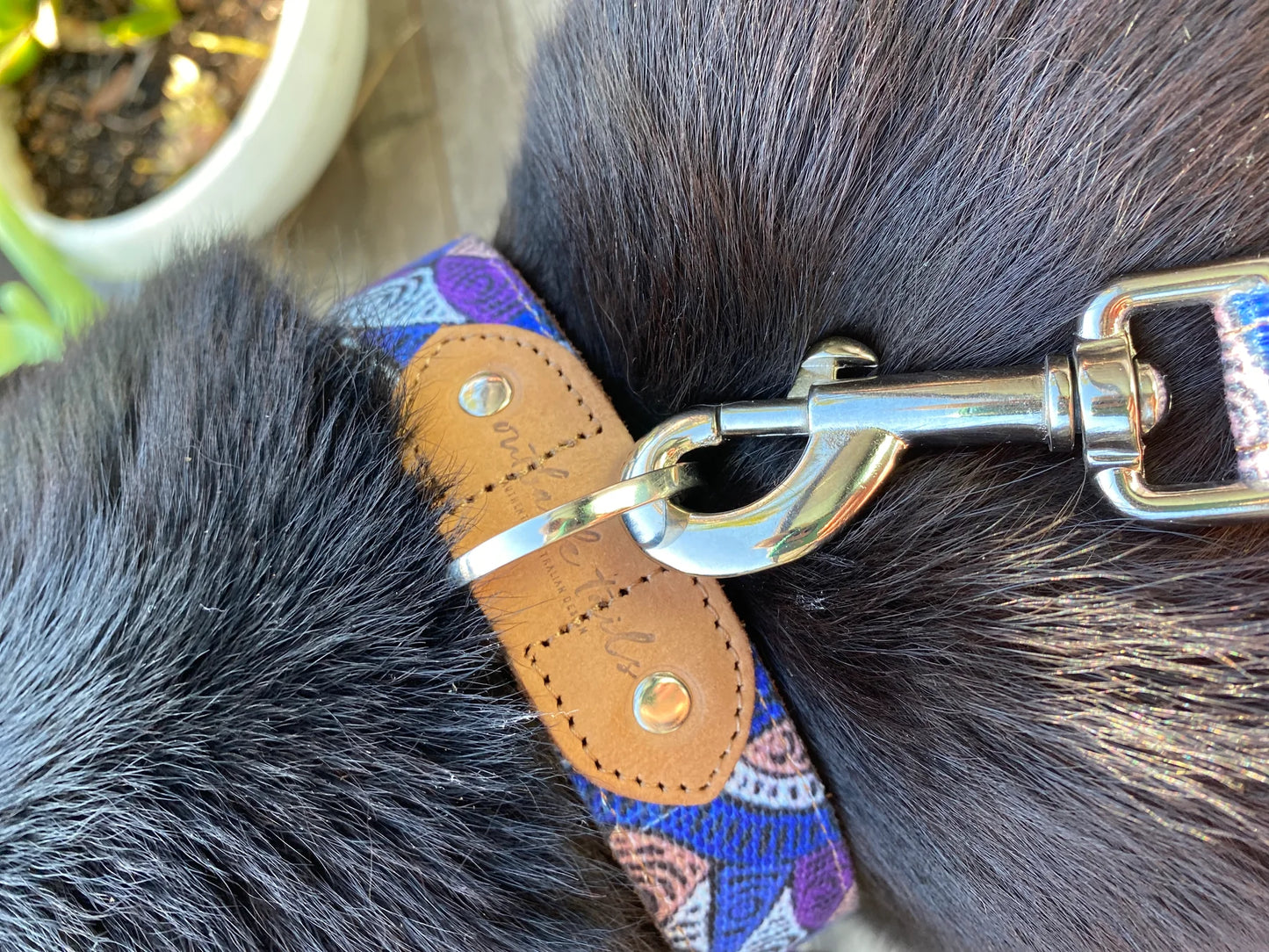 Outback Tails - Leather Dog Collar - Salt Lakes