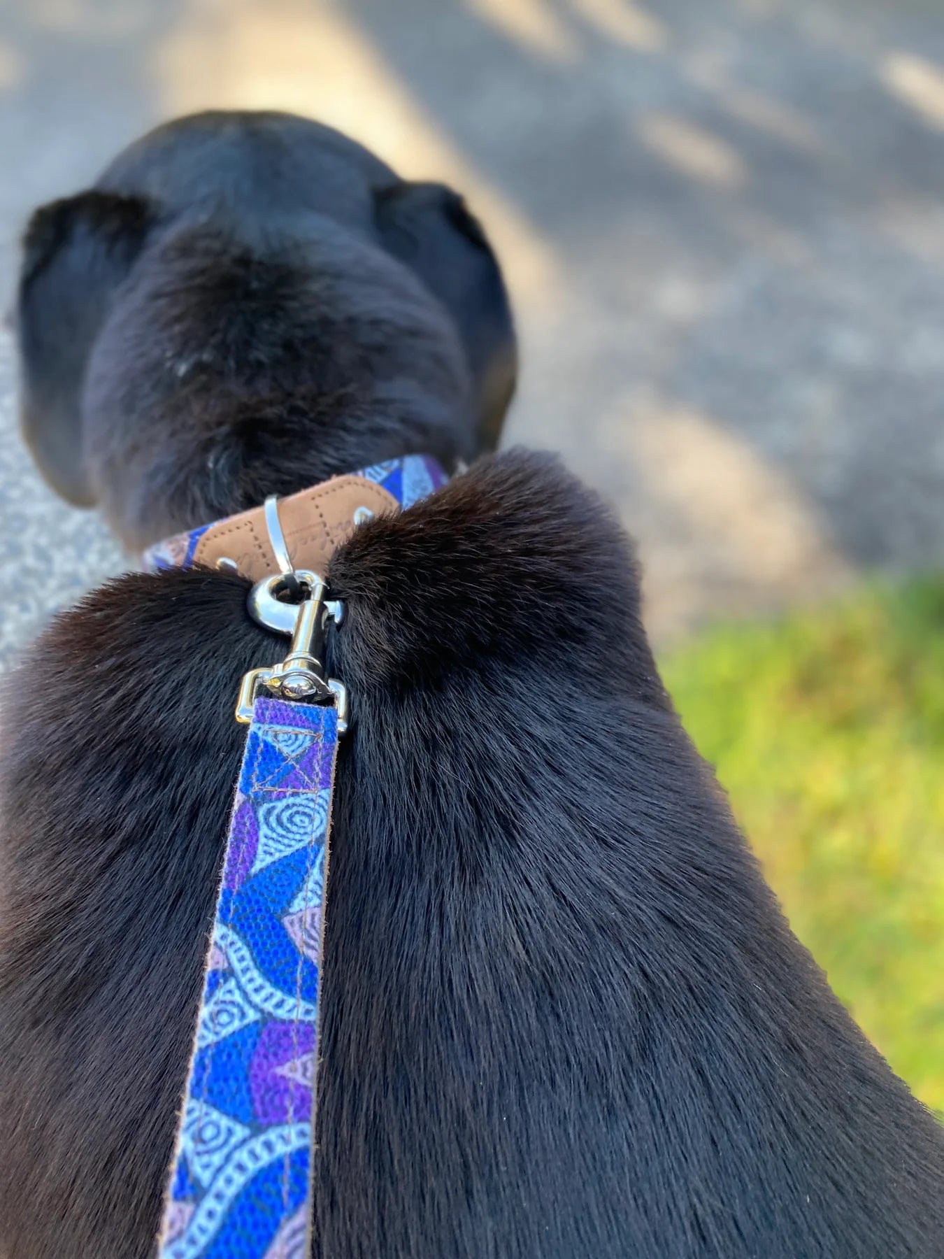 Outback Tails - Leather Dog Collar - Salt Lakes