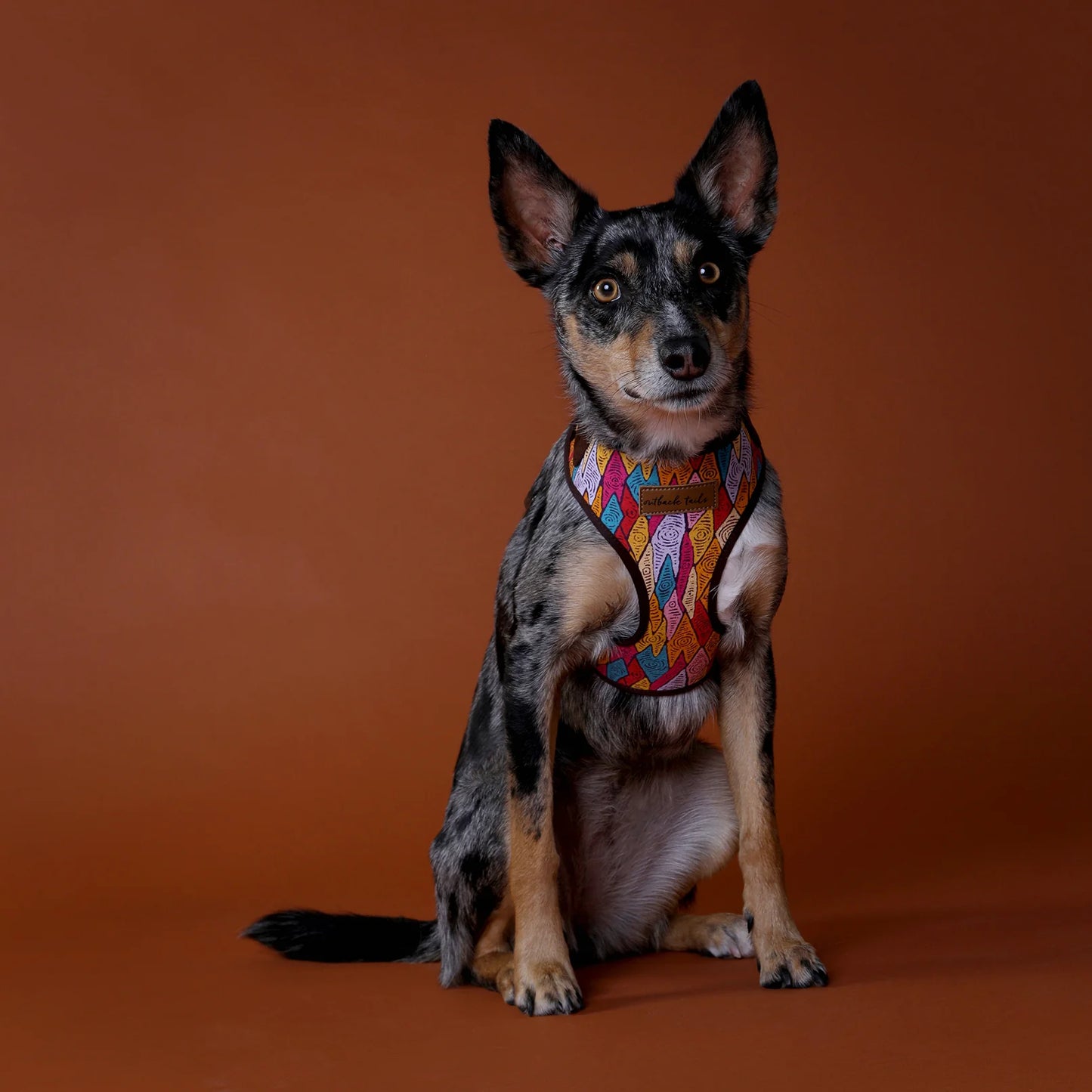 Outback Tails - Canvas Dog Harness - Puli Puli