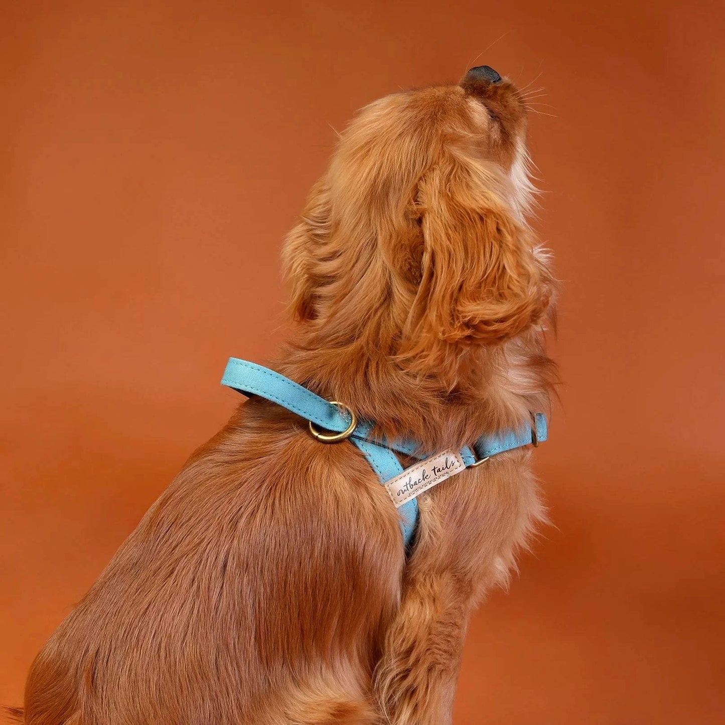 Outback Tails - Waxed Canvas Dog Harness (blue)