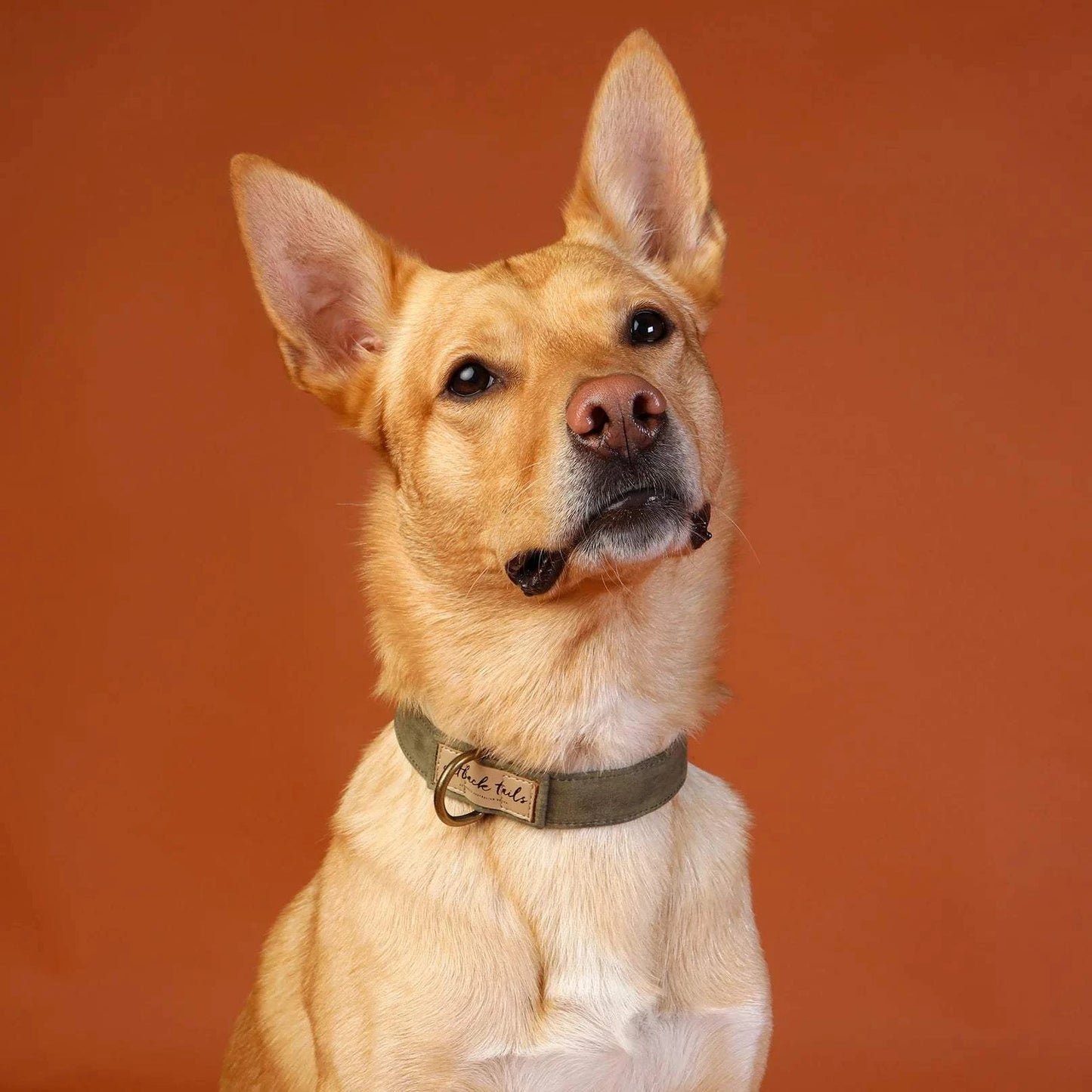 Outback Tails - Waxed Canvas Dog Collar (green)