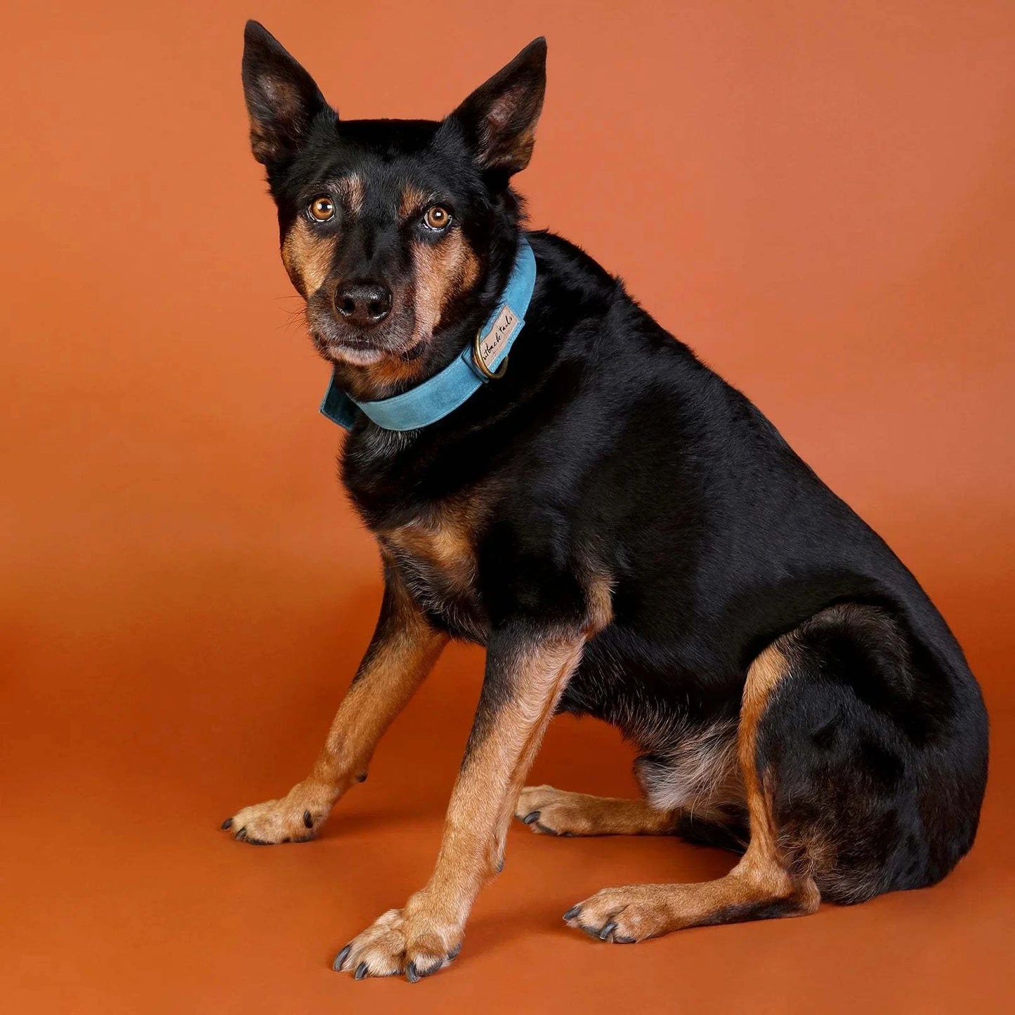 Outback Tails - Waxed Canvas Dog Collar (blue)