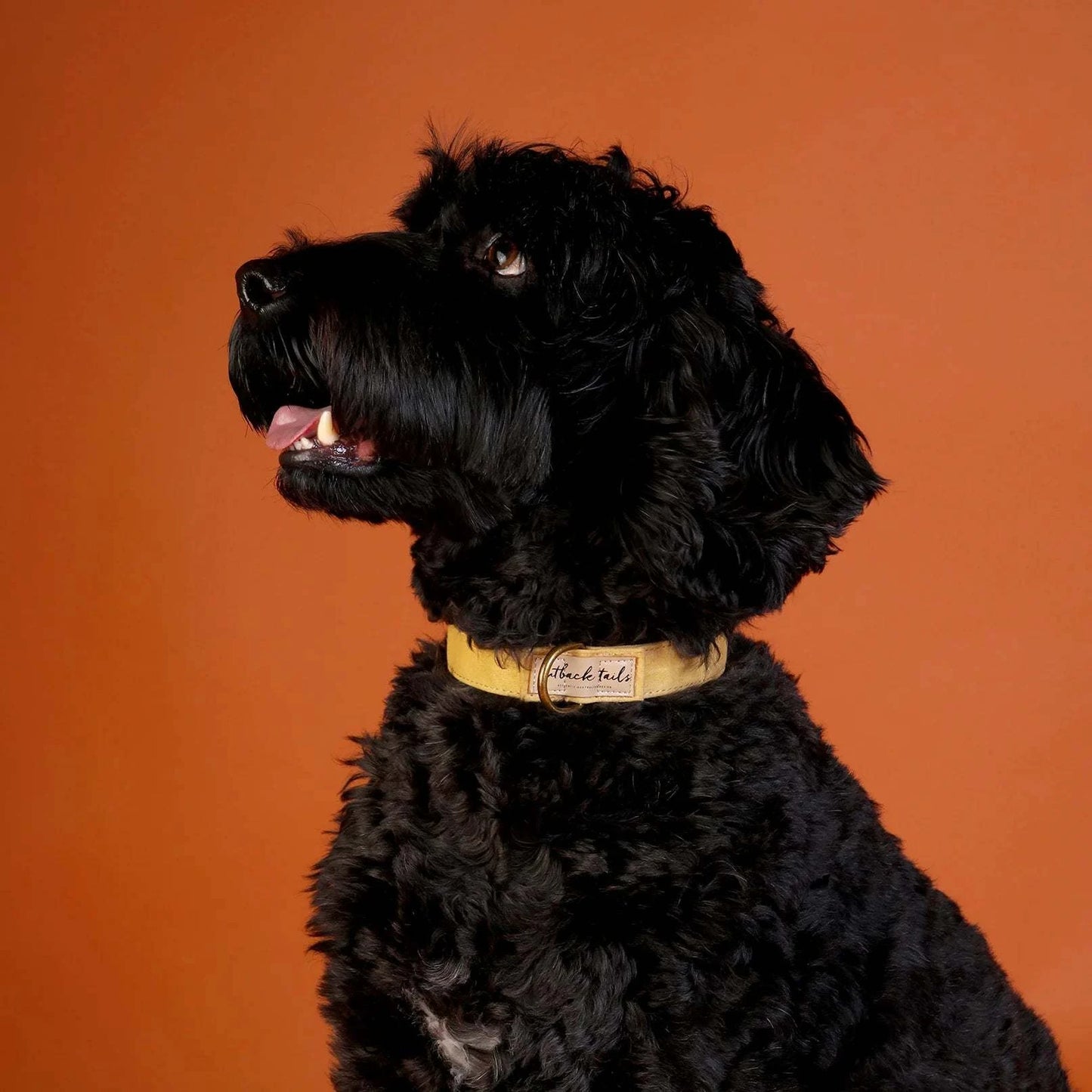 Outback Tails - Waxed Canvas Dog Collar (yellow)