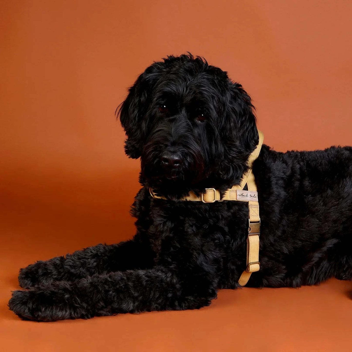 Outback Tails - Waxed Canvas Dog Harness (yellow)