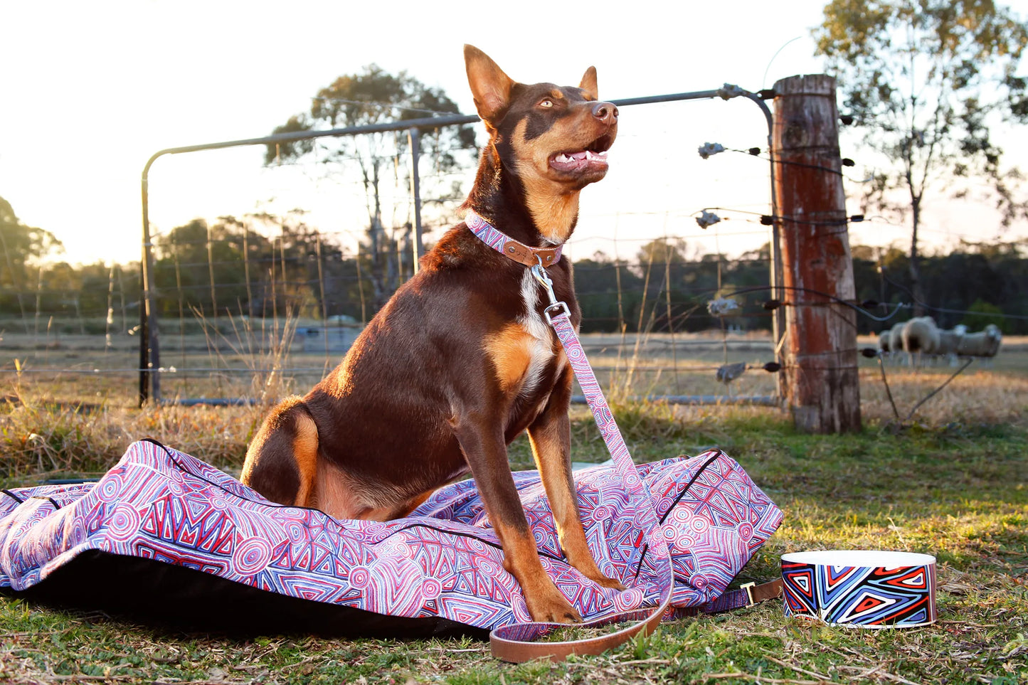 Outback Tails - Leather Dog Collar - Digging for Truffles