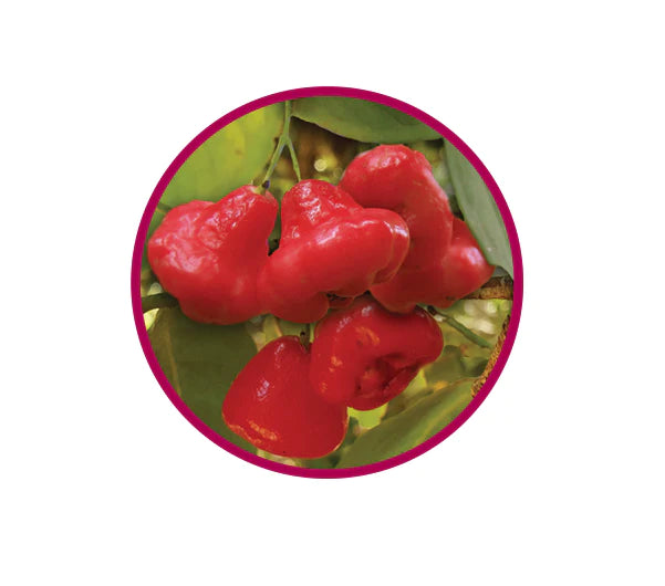 Natif - Rainforest Cherry Fruit - 20g