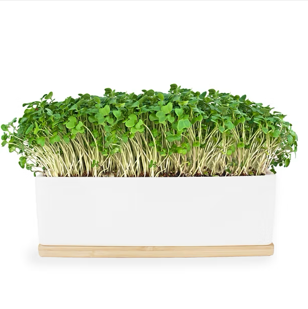 Urban Greens - Mini Garden (Mustard Sprouts)