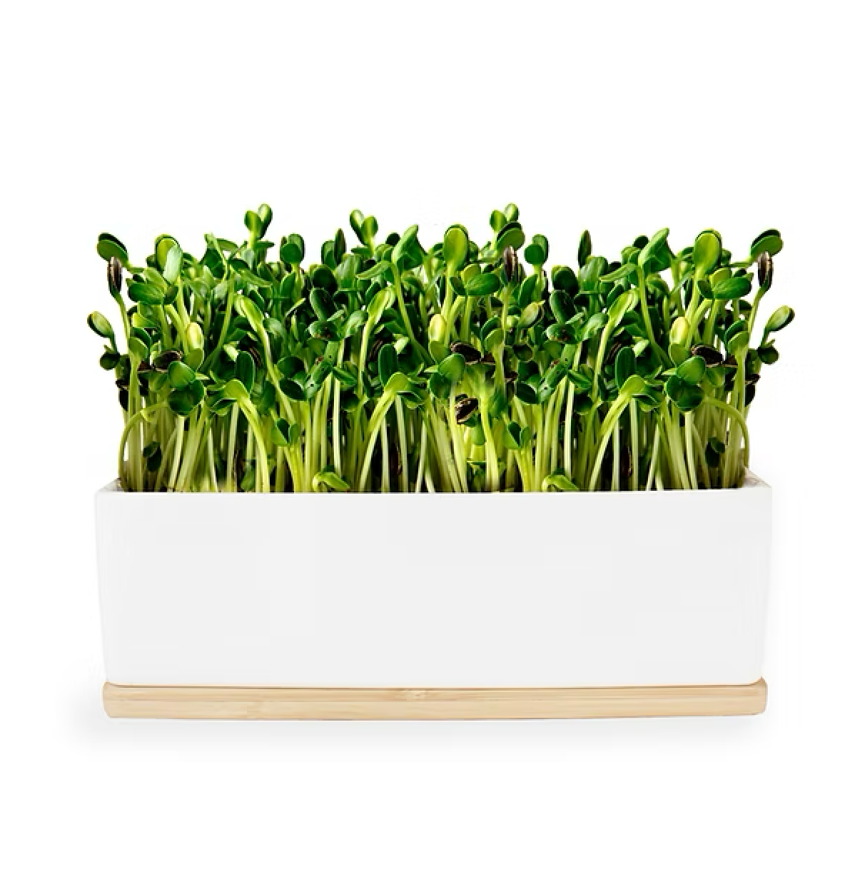 Urban Greens - Mini Garden (Sunflower Sprouts)