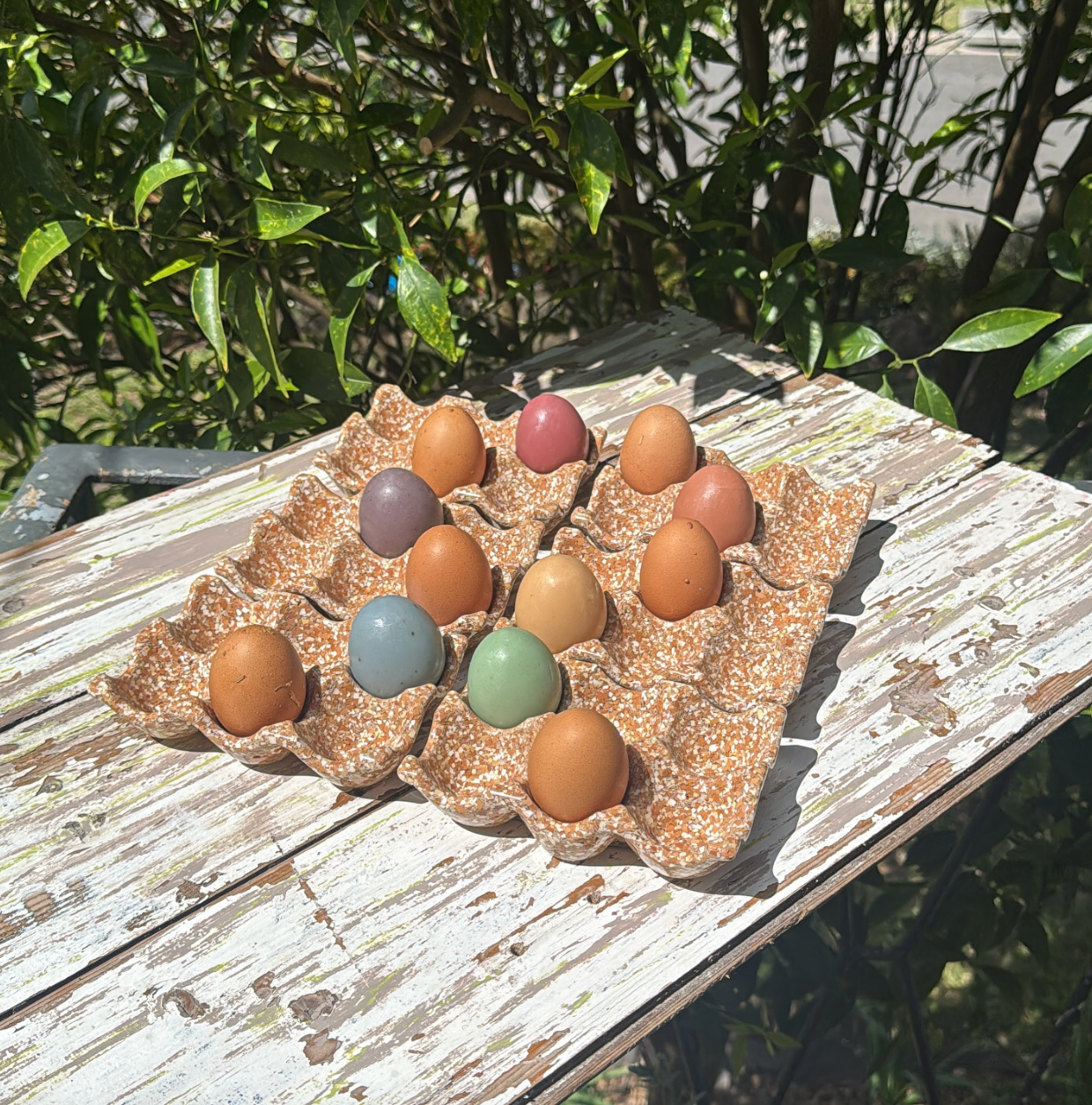 Shells Collection - Eggshell Holder