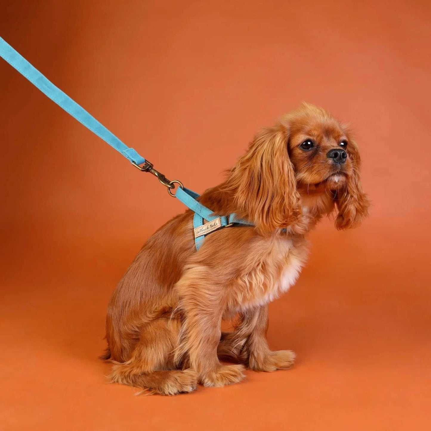 Outback Tails - Waxed Canvas Dog Harness (blue)